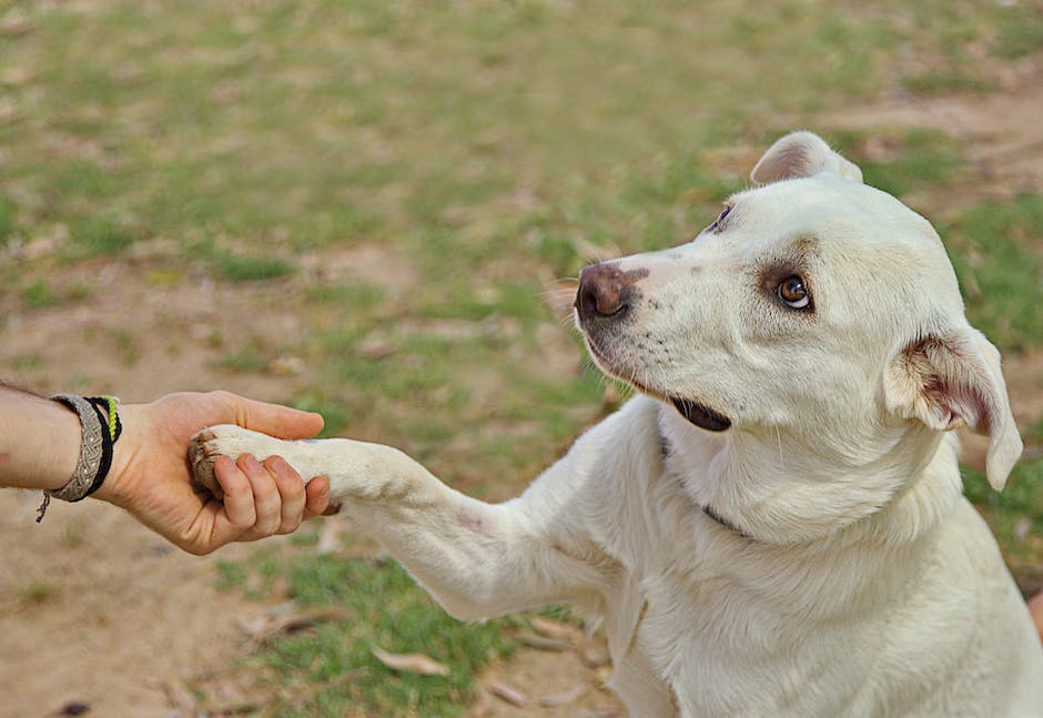 What the Law Says About Support Animals in an HOA Community in Orem, Utah